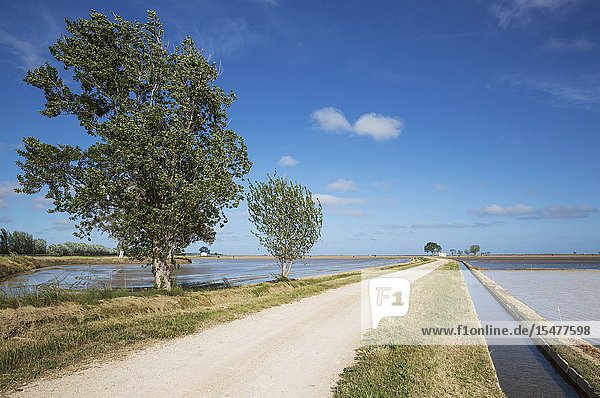 Country lane and canal amidst flooded rice fields leading to a small farm cottage. Environs of the Ebro Delta Nature Reserve Tarragona province Catalonia Spain.