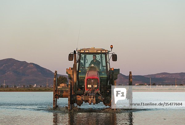 A tractor is used for sowing rice seeds in the flooded rice fields. Environs of the Ebro Delta Nature Reserve Tarragona province Catalonia Spain.