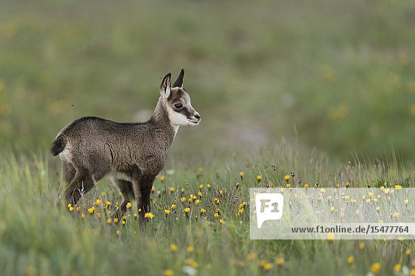 Chamois / Gaemse ( Rupicapra rupicapra )  cute fawn  young baby animal  standing in a flowering alpine meadow  watching for its parents  Europe.