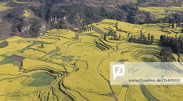 Canola fields also called rapeseed flowers in Luoping - China.