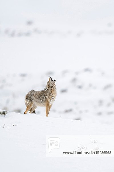 Coyote / Kojote ( Canis latrans ) in winter,  standing in snow on top of a hill,  intensive howling,  Yellowstone area,  Wyoming,  USA..