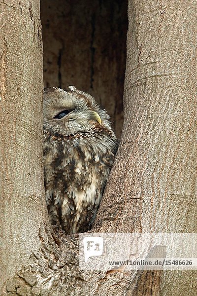Tawny Owl / Waldkauz (Strix aluco) perchend  resting  roosting in its nest hole  watching out of a tree hollow  natural surrounding  wildlife  Europe.