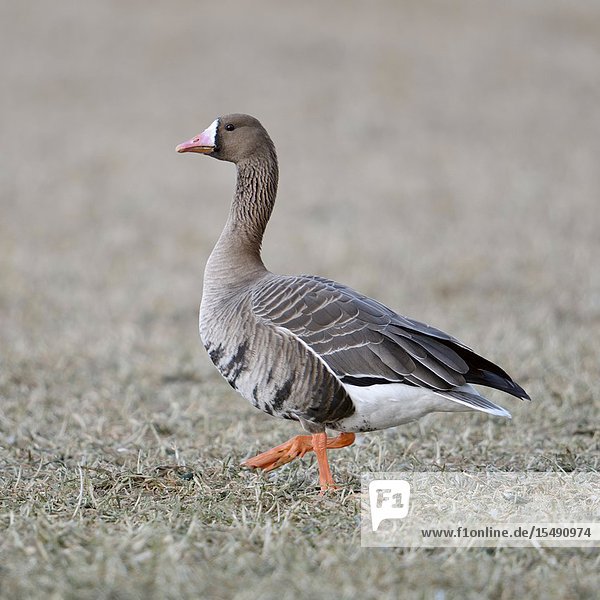 White-fronted Goose / Blaessgans ( Anser albifrons ) walking  waddling over a stubble field  watching attentively  side view  wildlife  Europe..