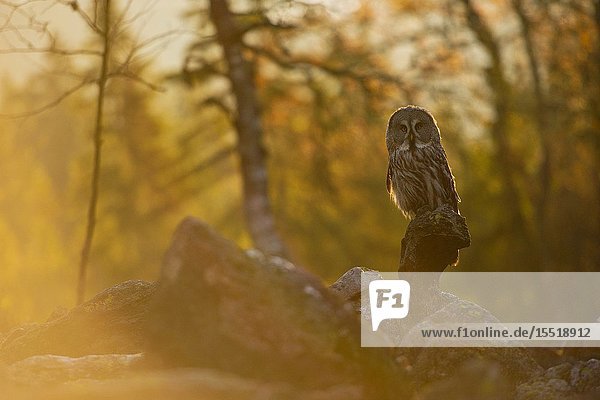Great Grey Owl / Bartkauz ( Strix nebulosa ) in its typical environment, perched on a rock in first morning light, at daybreak, warm colors.