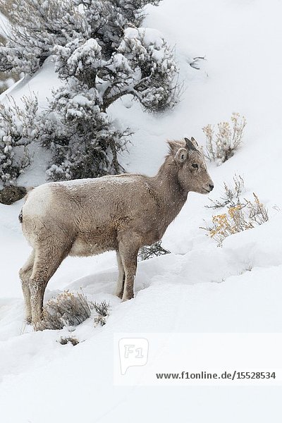 Rocky Mountain Bighorn Sheep / Dickhornschaf ( Ovis canadensis ) in winter  yearling  standing snow covered slope of mountainside  Yellowstone NP  USA..