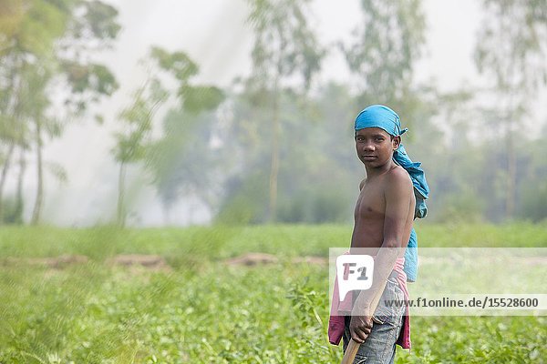 Bangladesh - November 25  2014: A child worker at looking in potato plantation field at Thakurgong  Bangladesh.