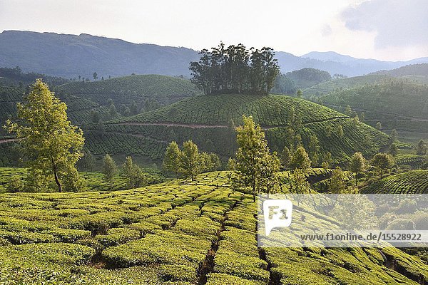 India Kerala Munnar Tea plantations.