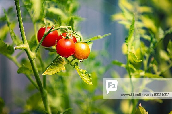 Closeup of fresh tomatoes in a garden.
