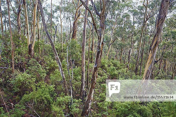 Landscape of a Gum tree (Eucalyptus) forest in spring  Koala Cove  Great Otway National Park  Victoria  Australia.