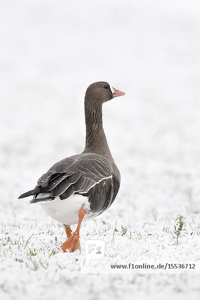 Greater White-fronted Goose (Anser albifrons)  single bird in winter  snow  walking away  looks funny  wildlife  Europe.