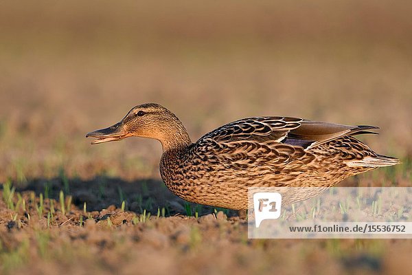 Mallard / Wild Duck (Anas platyrhynchos),  adult female,  feeding on growing wheat field,  ain,  grazing on farmland,  wildlife,  Europe..
