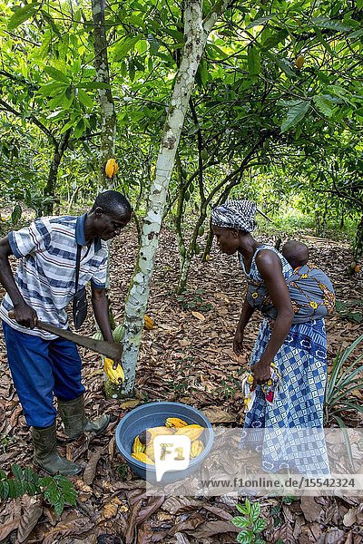 Cocoa planters harvesting in their plantation near Agboville Ivory Coast.