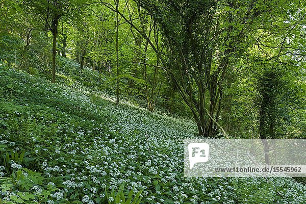 Ramsons (Allium ursinum) or Wild Garlic in flower in springtime at Rowberrow Warren in the Mendip Hills  Somerset  England.