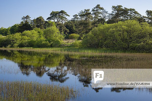 A spring morning at Waldergrave Pool at Priddy Mineries in the Mendip Hills  Somerset.