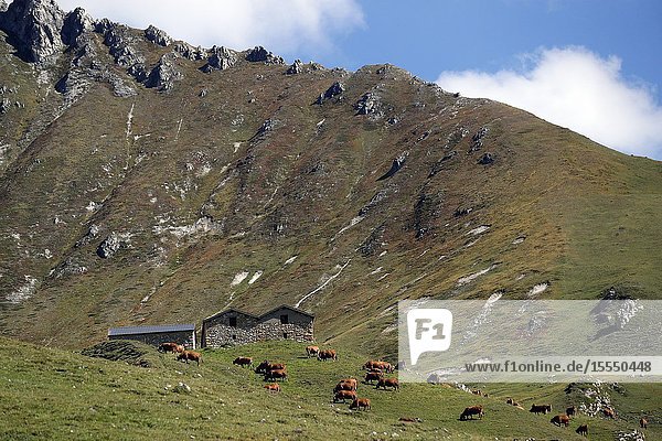 French Alps. Beaufort cheese. The milk used comes from the Tarine cows that graze in the high pastures. Peisey Nancroix. France.