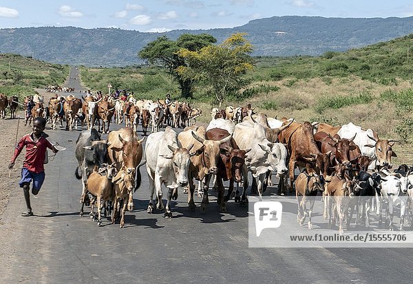 Running boy herds cattle on road. Ethiopia.
