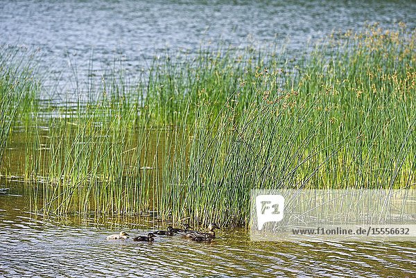Female mallard with ducklings and lakeshore bulrush (Schoenoplectus lacustris) on the edge of Lusiai Lake at Paluse  Aukstaitija National Park  Lithuania  Europe.
