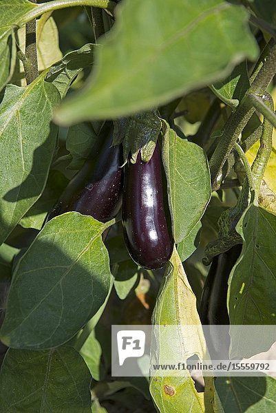 Eggplant (Solanum melongena) France.