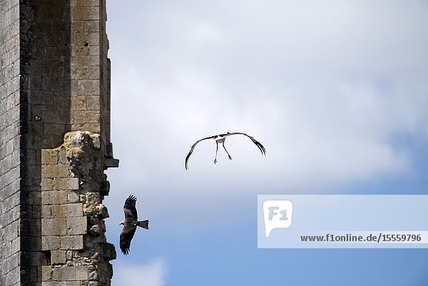 White stork in flight (Ciconia ciconia) and black kite ( Milvus migrans) France.