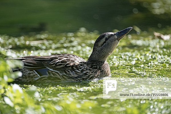 Mallard female (Anas Plathyrhynchos) France.