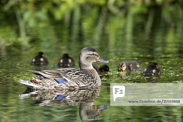 Mallard female protects the duckling (Anas Plathyrhynchos) France.