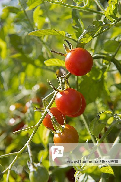 Cherry tomatoes in the garden (Solanium lycopersicum)  France.