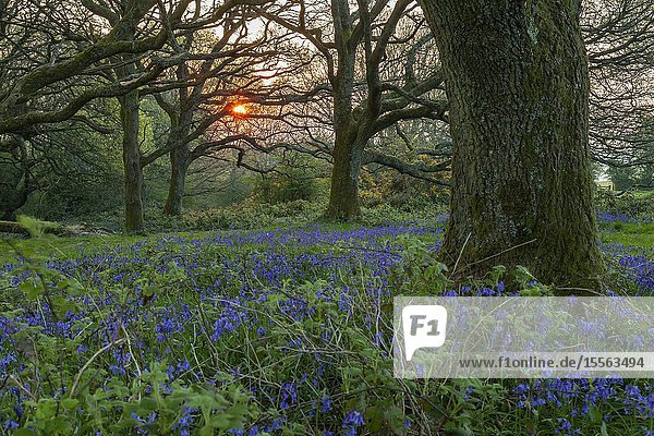 Spring sunrise in South Downs National Park West Sussex England.
