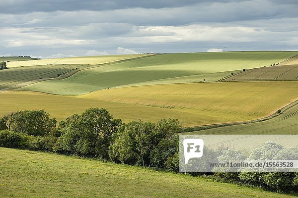 Summer in South Downs National Park West Sussex England.