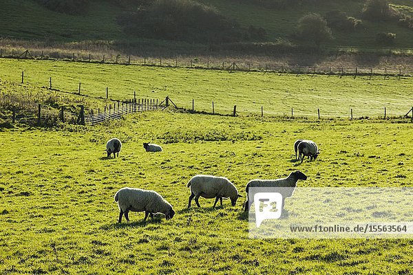 Winter afternoon on the South Downs in West Sussex England.