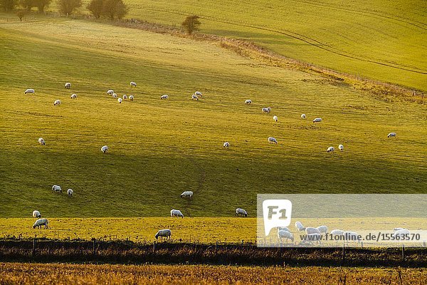 Winter afternoon on the South Downs in West Sussex England.