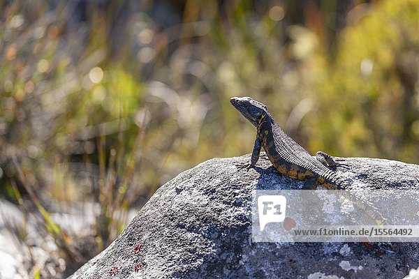 Black girdled lizard  Cordylus niger standing on a rock at Table Mountain  Cape Town  South Africa.