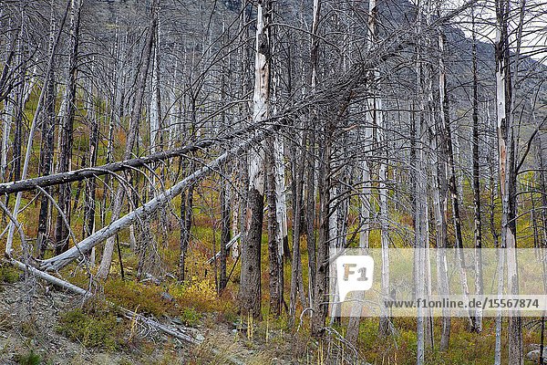 A hillside charred by a ravaging wild fire in Glacier National Park in Montana slowly begins to recover.