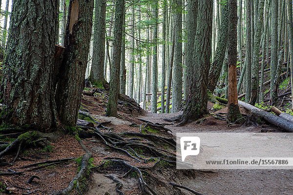 Avalanche Lake Trail in West Glacier Glacier National Park winds through a dense and beautiful forest.