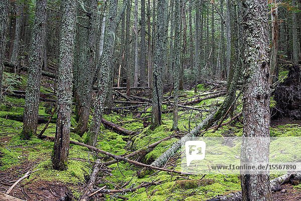 Avalanche Lake Trail in West Glacier Glacier National Park climbs through a forest where the power of nature's storms is visible.