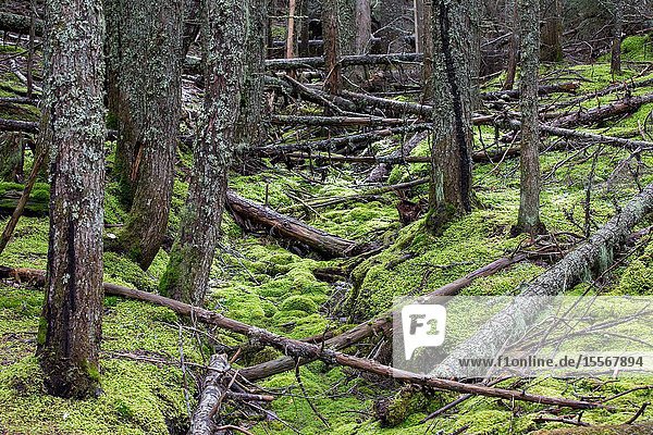Avalanche Lake Trail in West Glacier Glacier National Park climbs through a forest where the power of nature's storms is visible.
