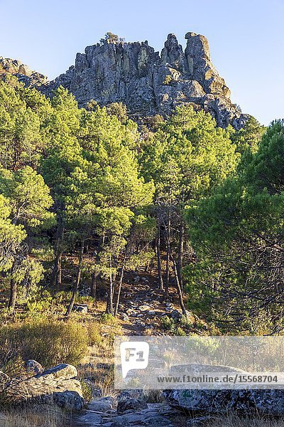 Pines and Muniana cliff in Cadalso de los Viddrios. Madrid. Spain. Europe.