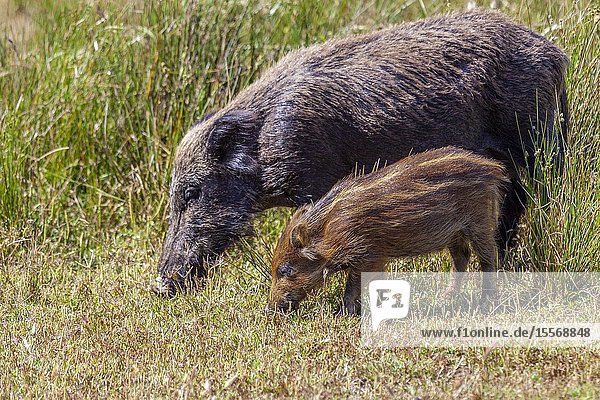 Wild boar or Eurasian wild pig - Sus Scrofa-  National Park of Doñana  Huelva  Spain.