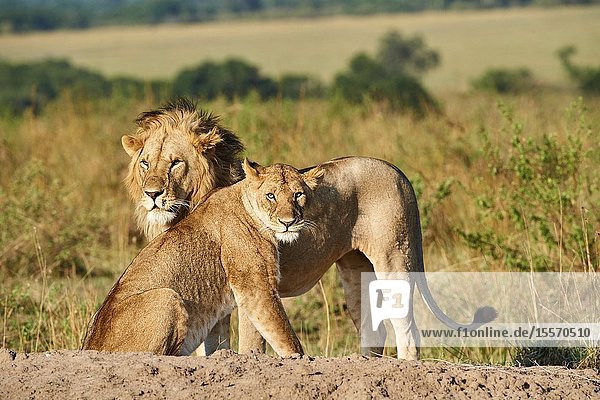 African lion (Panthera leo) and lioness after mating  Masai Mara National Reserve  Kenya.