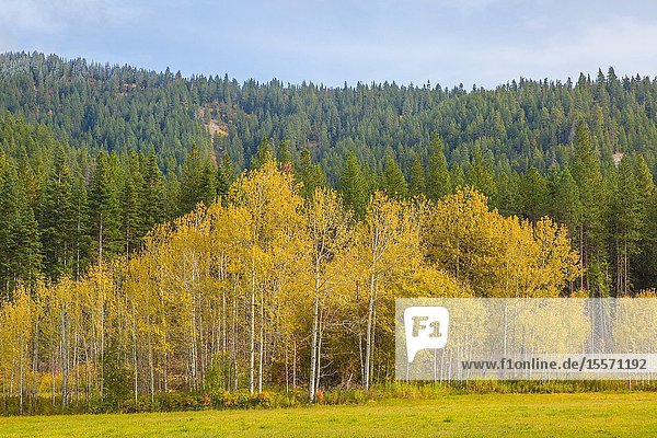 Fall colors in a stand of birch trees set against a backdrop of evergreen trees in the Pacific Northwest.