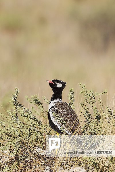Northern Black Korhaan (Afrotis afraoides). Also called White-quilled Bustard. Male. Displaying. Kalahari Desert, Kgalagadi Transfrontier Park, South Africa.