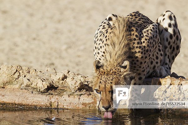 Cheetah (Acinonyx jubatus). Female. Drinking at a man-made waterhole. Kalahari Desert Kgalagadi Transfrontier Park South Africa.