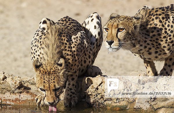 Cheetah (Acinonyx jubatus). Two females. Drinking at a man-made waterhole. Kalahari Desert Kgalagadi Transfrontier Park South Africa.