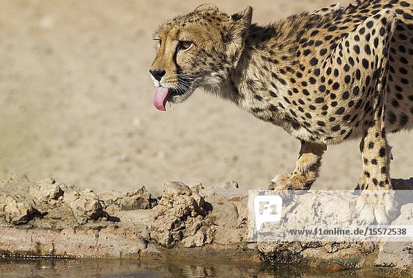 Cheetah (Acinonyx jubatus). Female. Drinking at a man-made waterhole. Kalahari Desert Kgalagadi Transfrontier Park South Africa.