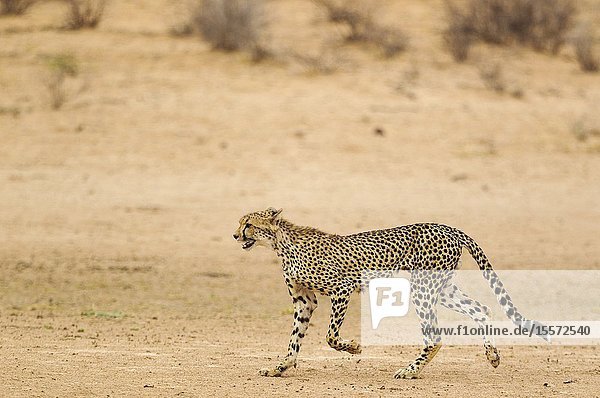 Cheetah (Acinonyx jubatus). Subadult male. Roaming in the dry and barren Auob riverbed during a severe drouight. Kalahari Desert Kgalagadi Transfrontier Park South Africa.