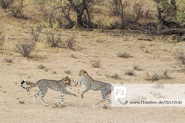 Cheetah (Acinonyx jubatus). Two playful subadult males in the dry and barren Auob riverbed. During a severe drouight. Kalahari Desert Kgalagadi Transfrontier Park South Africa.