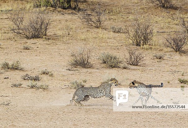 Cheetah (Acinonyx jubatus). Two playful subadult males in the dry and barren Auob riverbed. During a severe drouight. Kalahari Desert Kgalagadi Transfrontier Park South Africa.