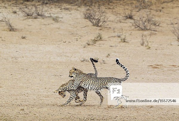 Cheetah (Acinonyx jubatus). Two playful subadult males in the dry and barren Auob riverbed. During a severe drouight. Kalahari Desert Kgalagadi Transfrontier Park South Africa.