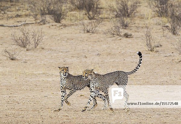 Cheetah (Acinonyx jubatus). Two playful subadult males in the dry and barren Auob riverbed. During a severe drouight. Kalahari Desert, Kgalagadi Transfrontier Park, South Africa.