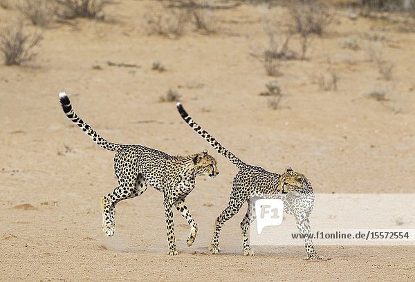 Cheetah (Acinonyx jubatus). Two playful subadult males in the dry and barren Auob riverbed. During a severe drouight. Kalahari Desert Kgalagadi Transfrontier Park South Africa.