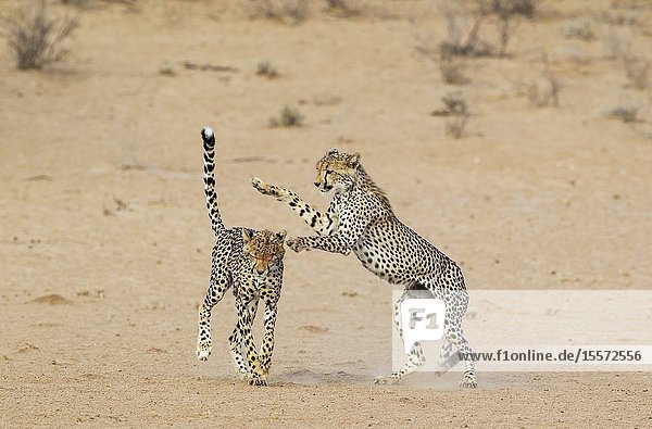Cheetah (Acinonyx jubatus). Two playful subadult males in the dry and barren Auob riverbed. During a severe drouight. Kalahari Desert Kgalagadi Transfrontier Park South Africa.